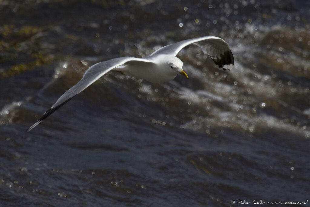 Common Gulladult breeding, Flight