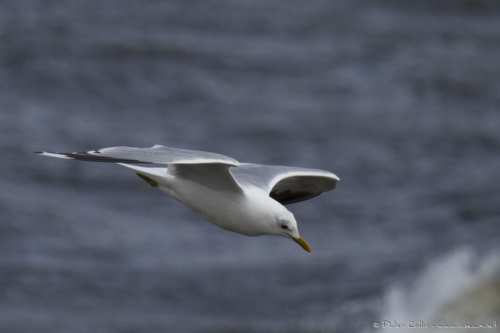 Common Gulladult breeding, Flight