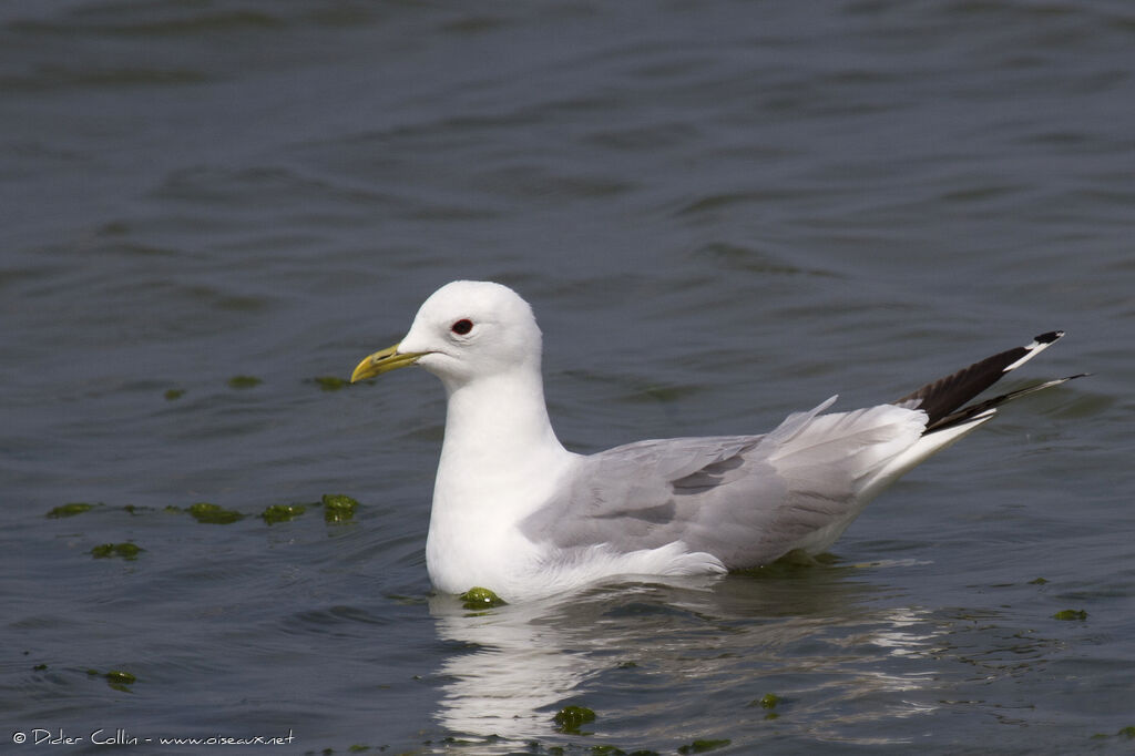 Common Gulladult breeding