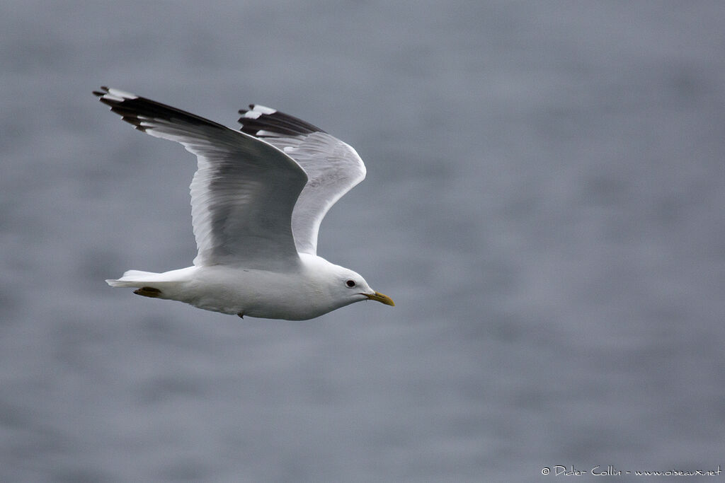 Common Gulladult breeding, Flight