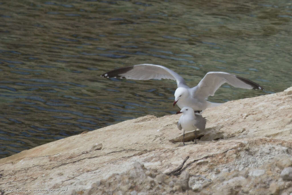 Audouin's Gulladult, mating., Behaviour