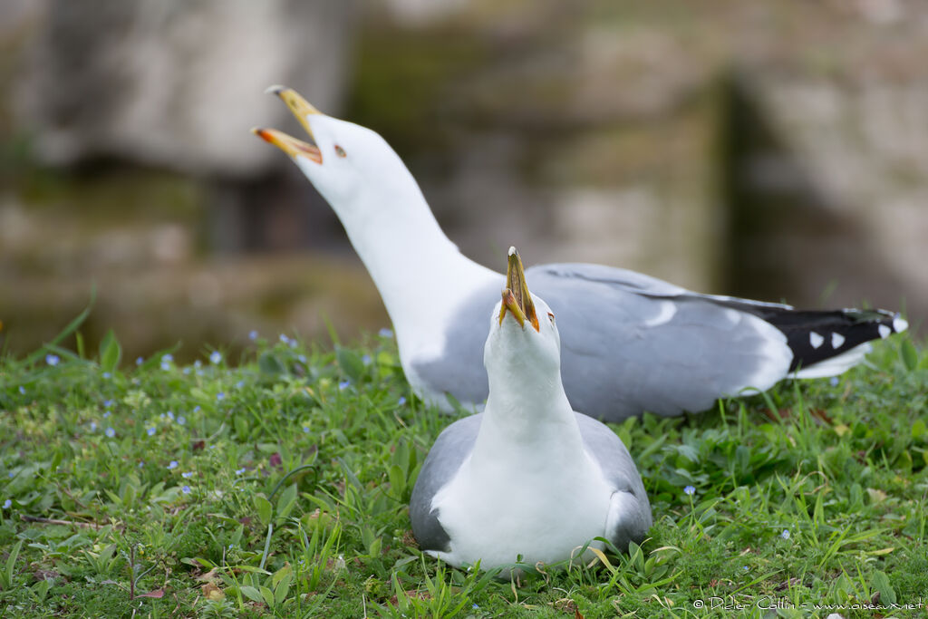 Yellow-legged Gulladult breeding, song