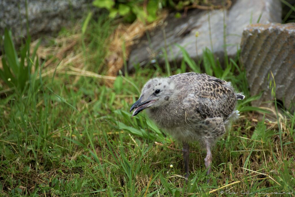 Yellow-legged GullPoussin, identification