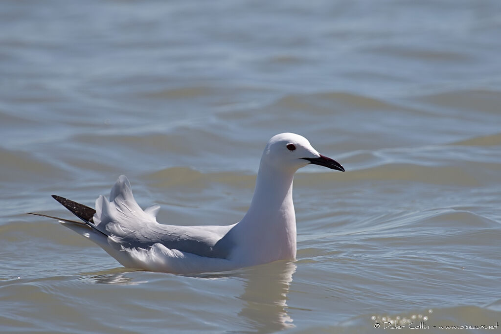 Slender-billed Gulladult breeding, identification