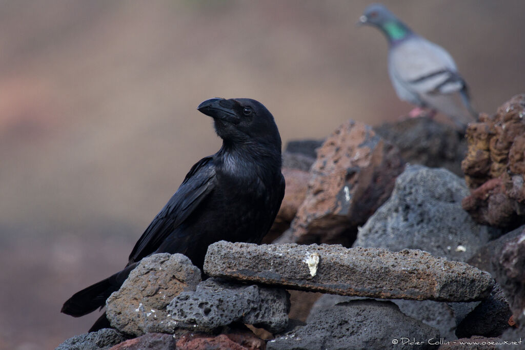 Northern Ravenadult, identification