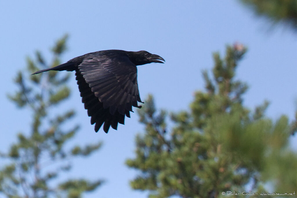 Northern Ravenadult, Flight