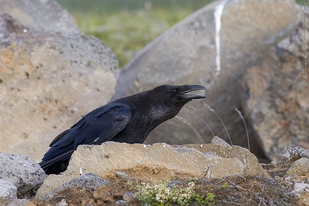 Grand Corbeau