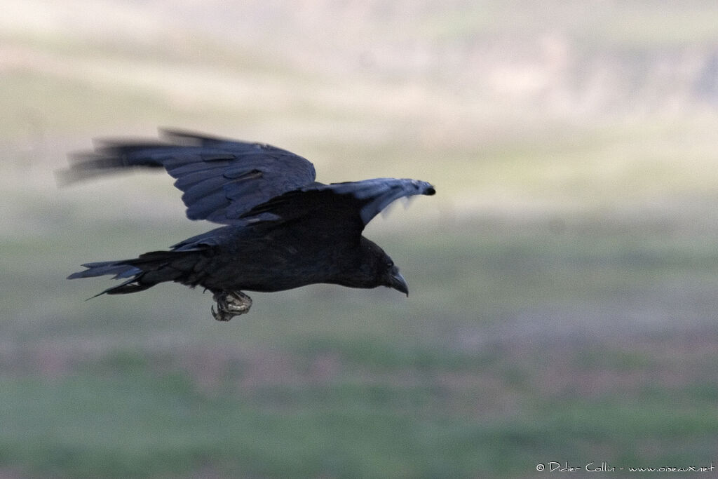 Northern Raven