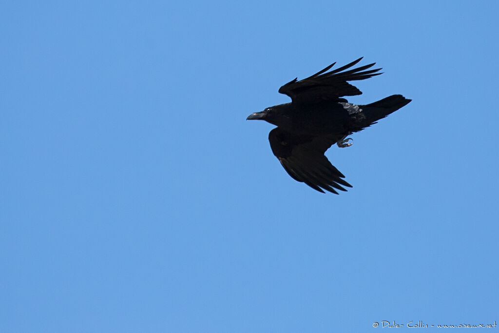 Northern Ravenadult, Flight