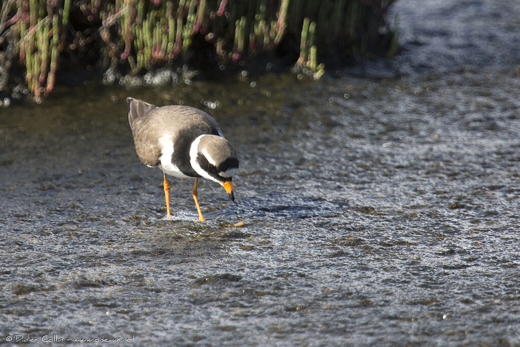 Common Ringed Ploveradult