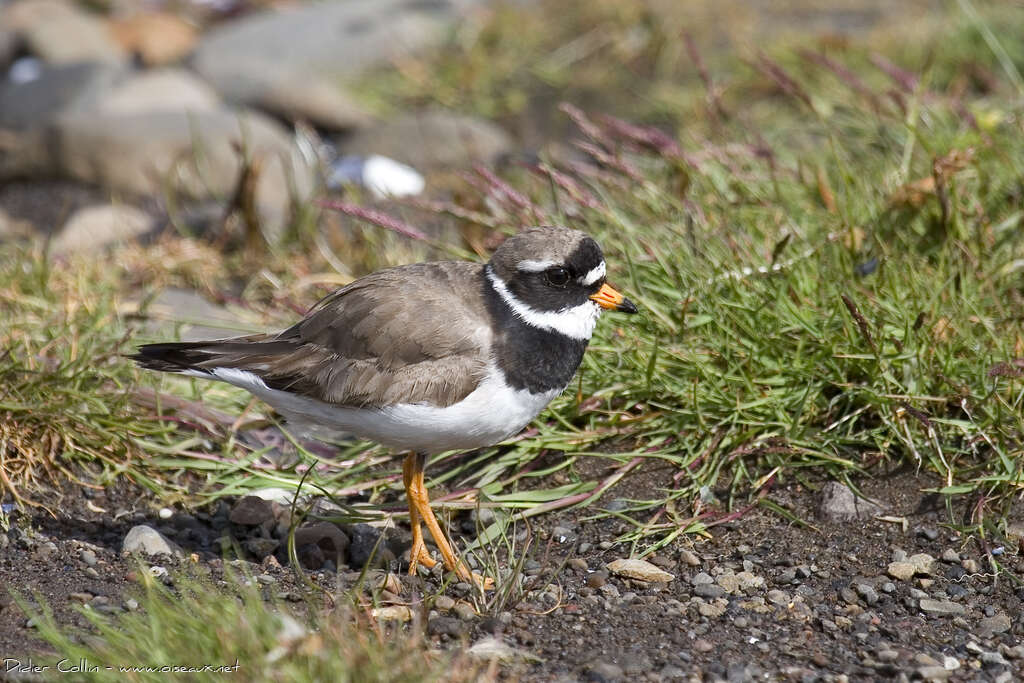 Common Ringed Ploveradult, identification