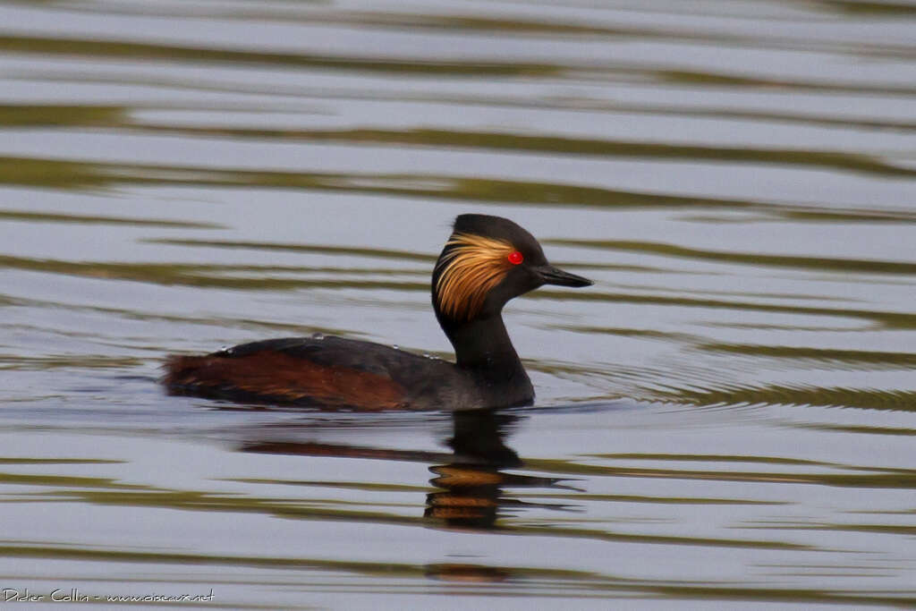 Black-necked Grebeadult, identification