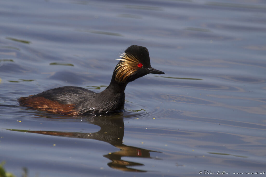 Black-necked Grebe, identification