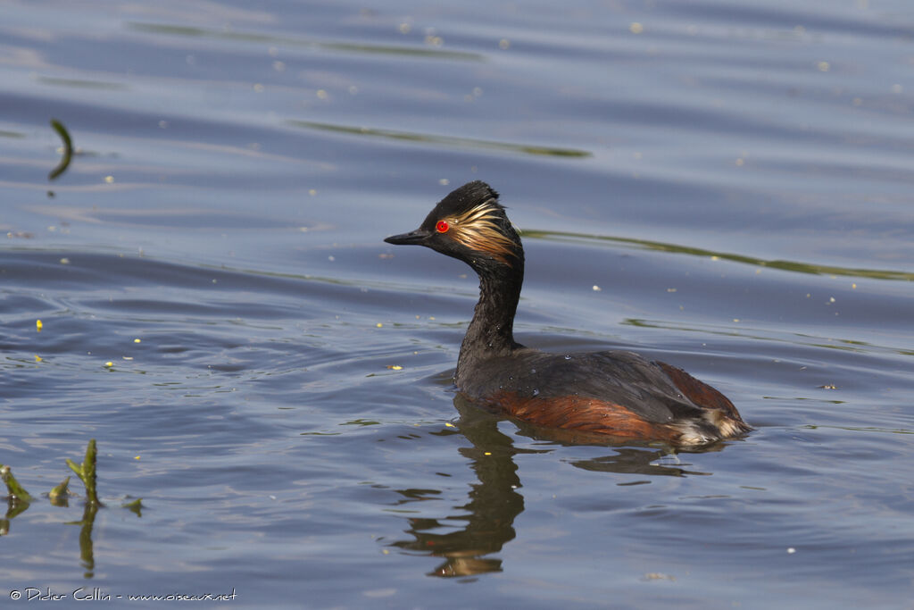 Black-necked Grebe