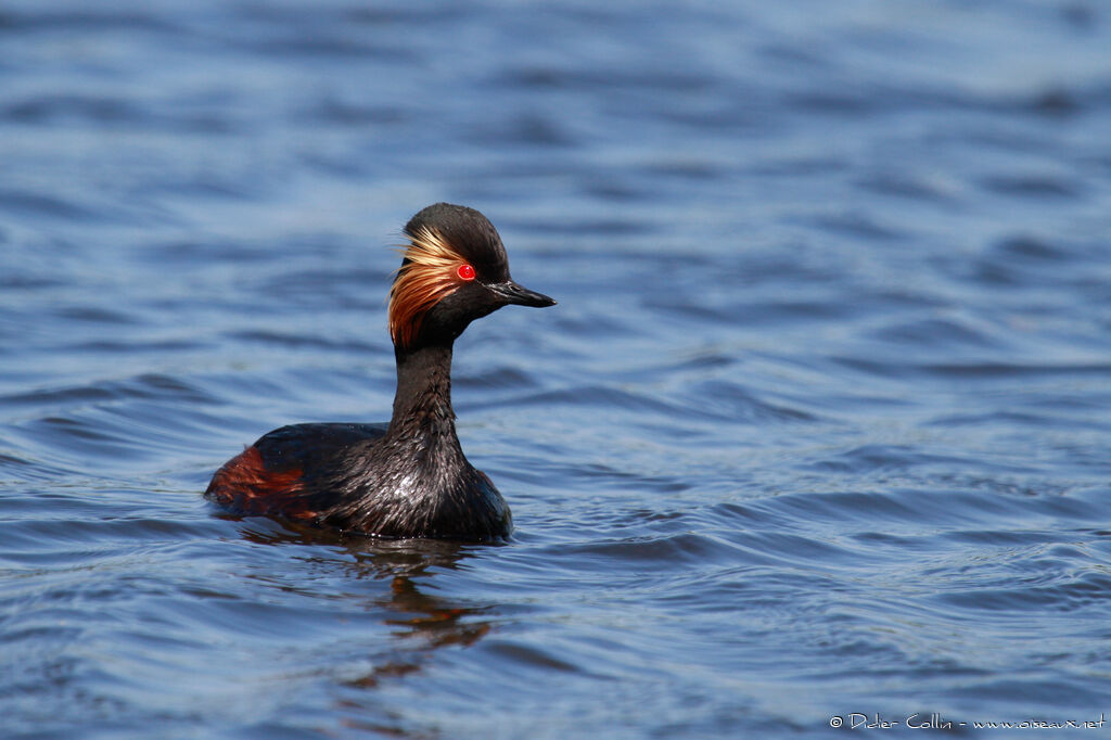 Black-necked Grebeadult, identification