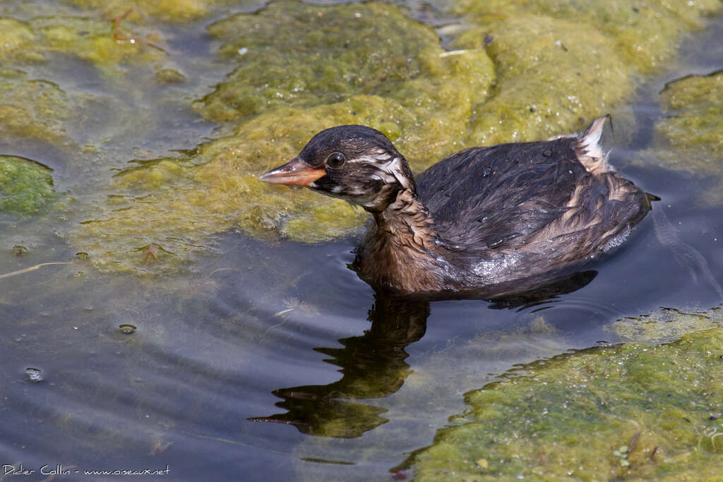 Grèbe castagneuxjuvénile, identification