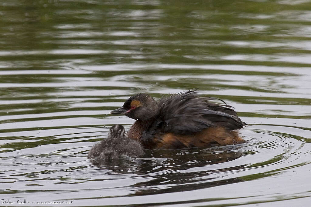 Horned Grebe