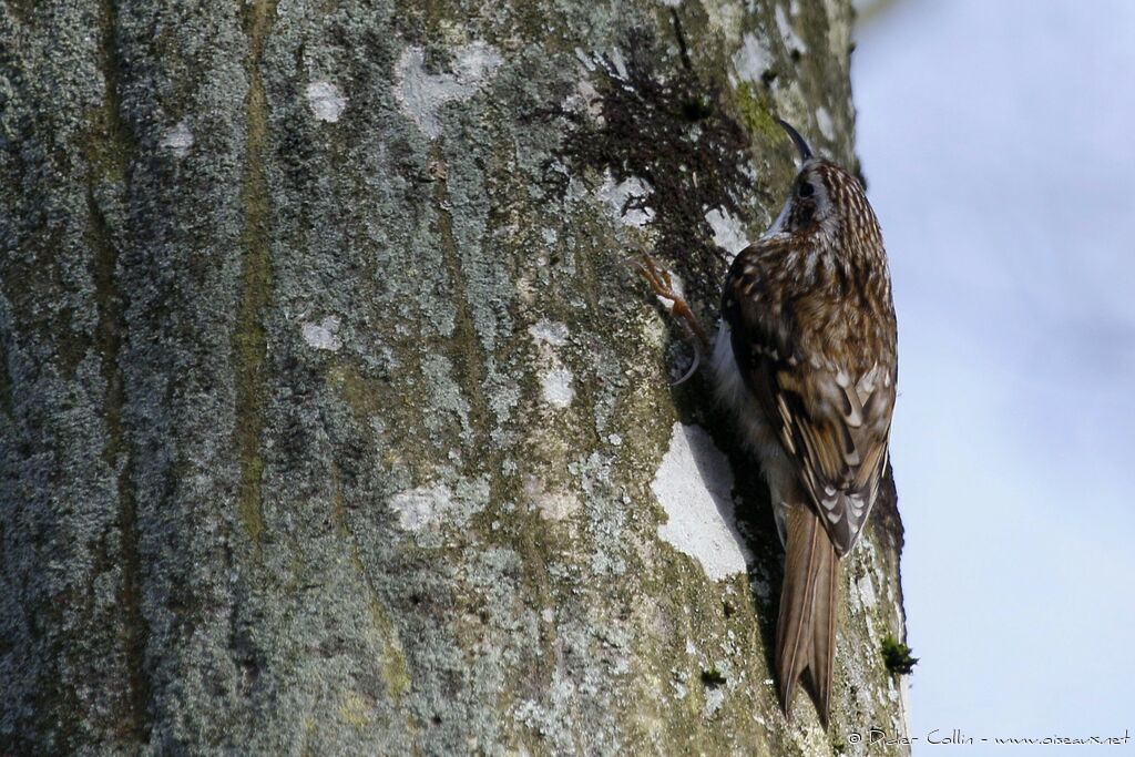 Eurasian Treecreeper male adult, identification