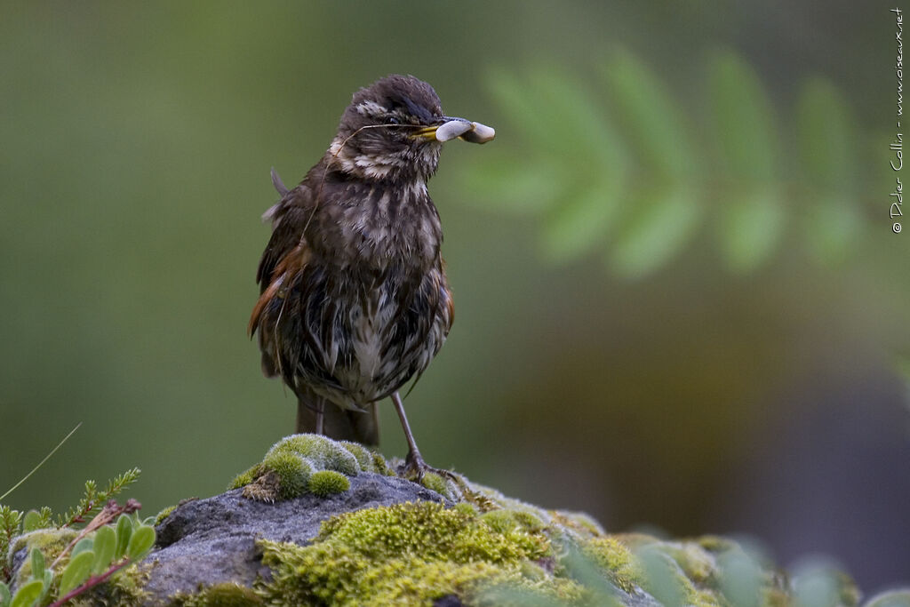 Redwing, identification