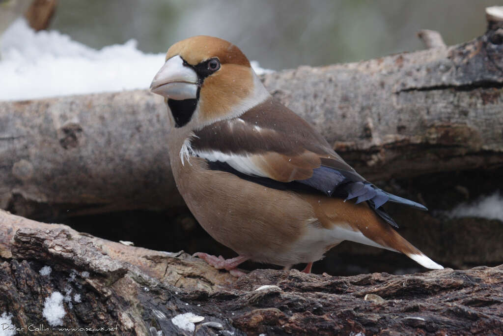 Grosbec casse-noyaux mâle adulte, identification