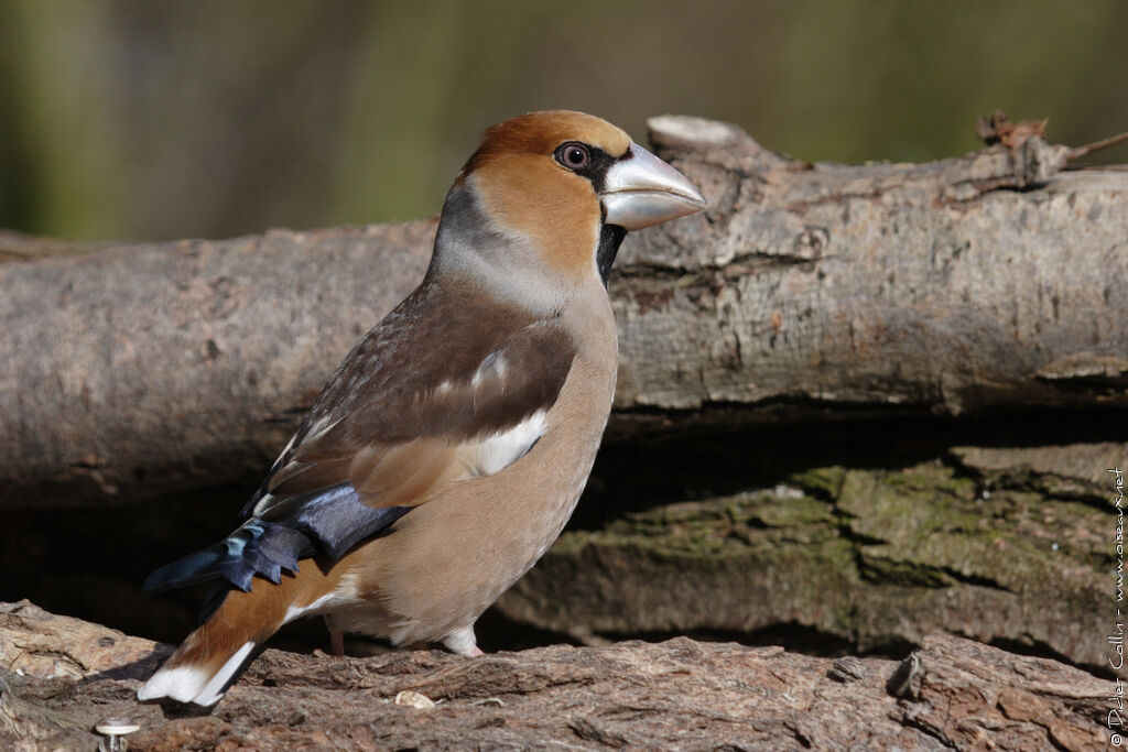 Grosbec casse-noyauxadulte, identification