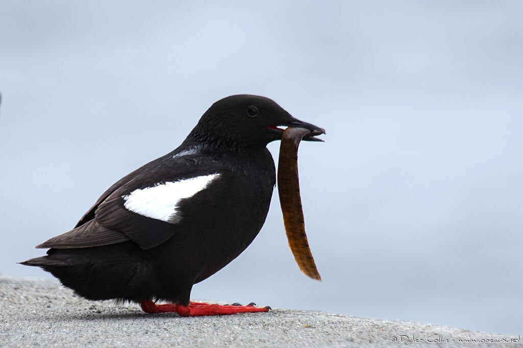 Black Guillemotadult breeding, feeding habits