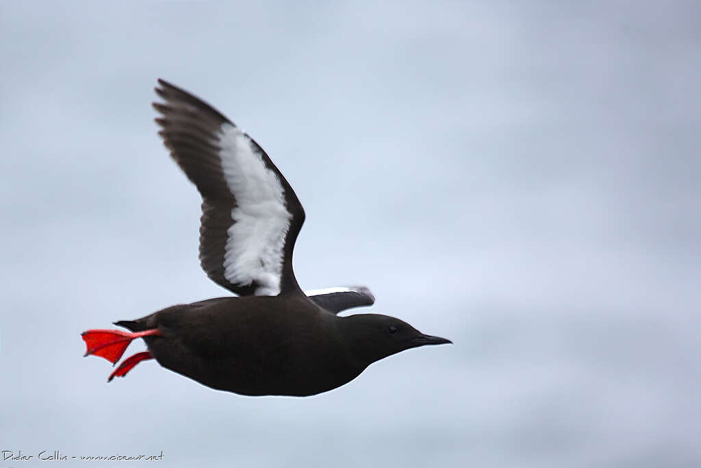 Black Guillemotadult breeding, pigmentation, Flight