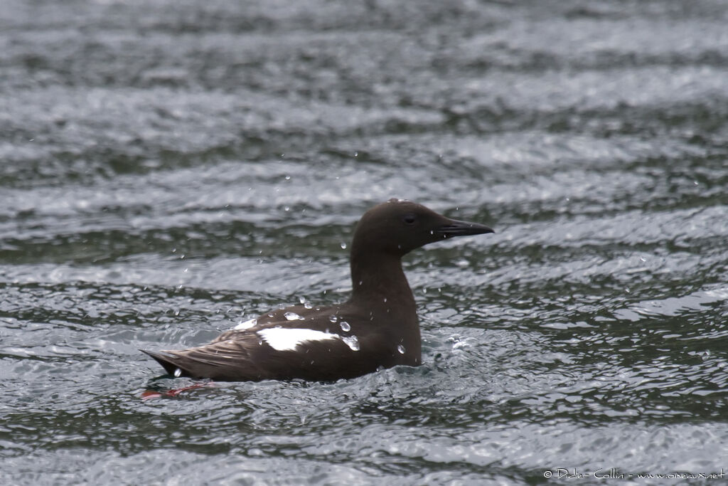 Black Guillemotadult breeding