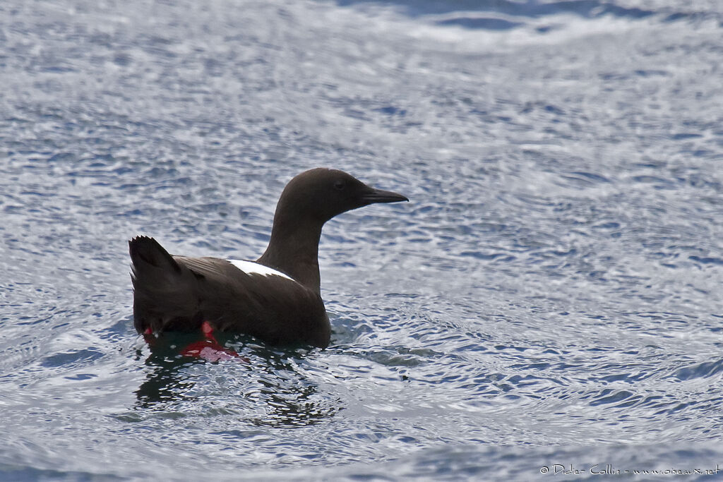 Black Guillemotadult breeding