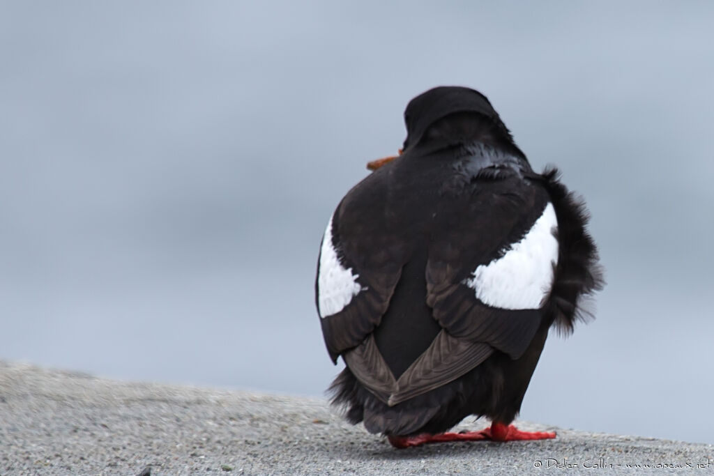 Guillemot à miroiradulte nuptial, identification