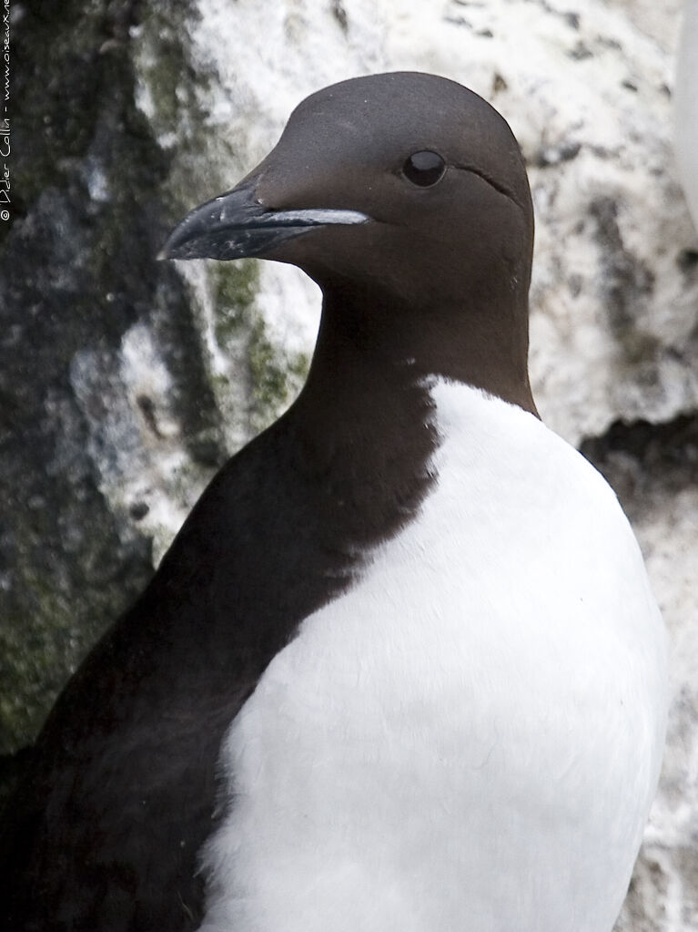 Guillemot de Brünnich