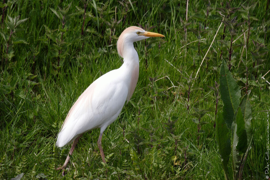 Western Cattle Egret