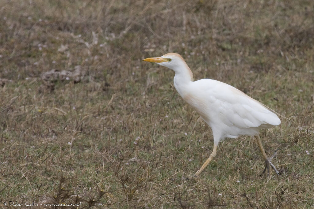 Western Cattle Egret