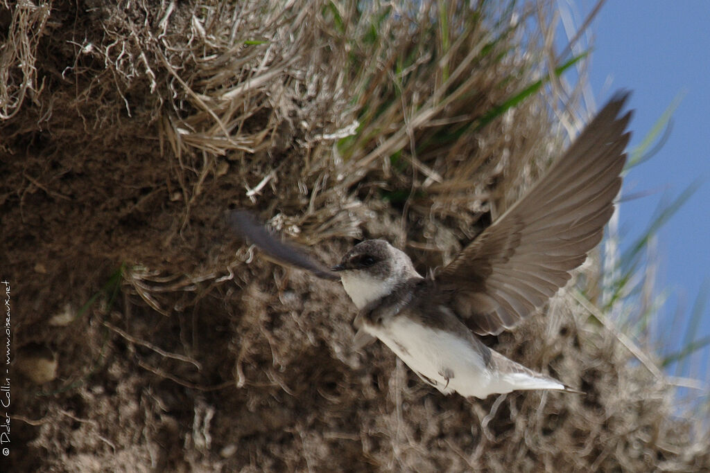 Hirondelle de rivage