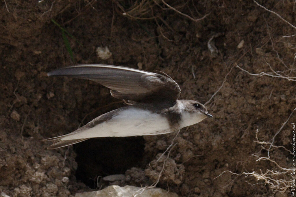 Sand Martin