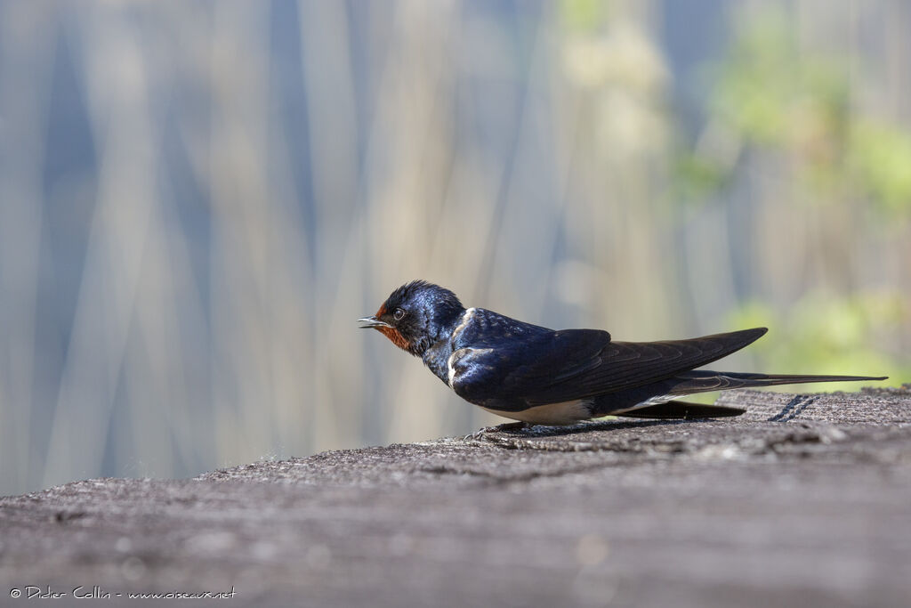 Hirondelle rustique