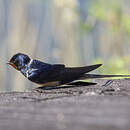 Hirondelle rustique