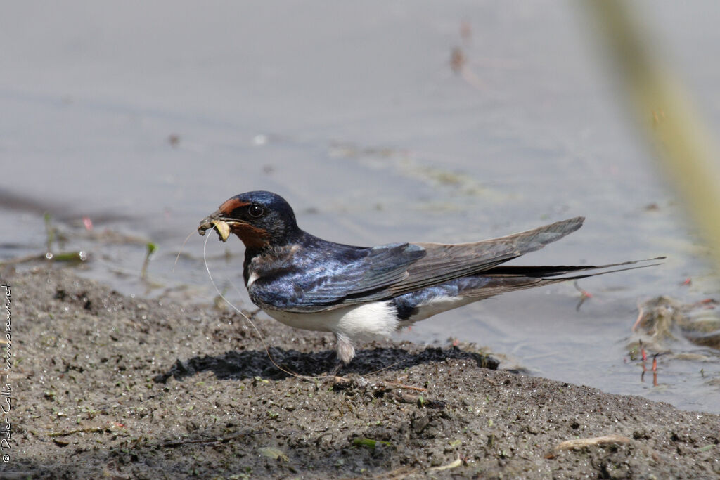 Barn Swallow male adult breeding, Reproduction-nesting, Behaviour