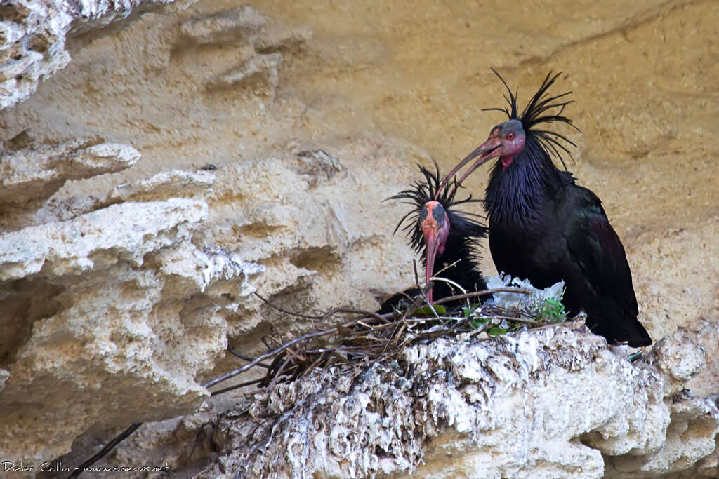 Northern Bald Ibisadult, care, pigmentation, Reproduction-nesting, Behaviour