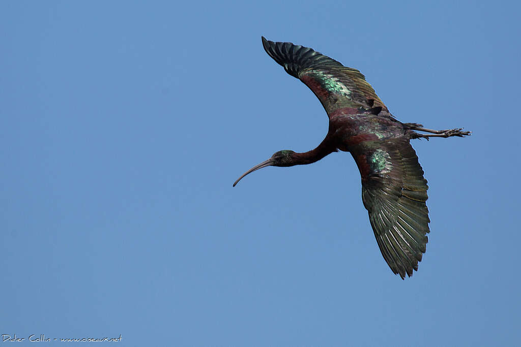 Ibis falcinelleadulte, Vol