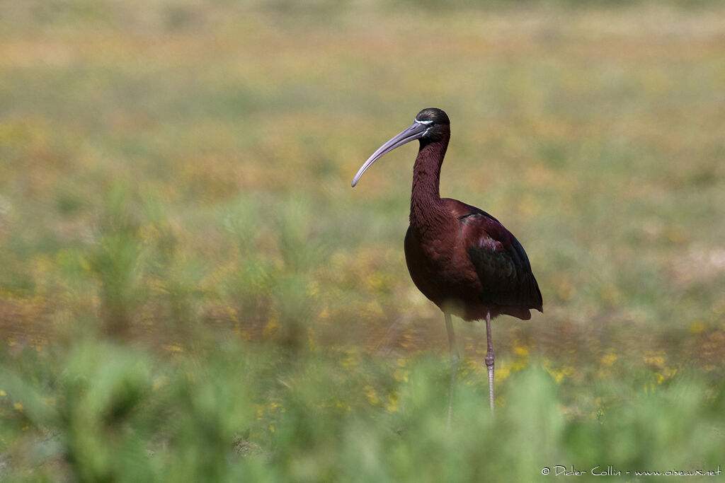 Ibis falcinelleadulte nuptial, identification