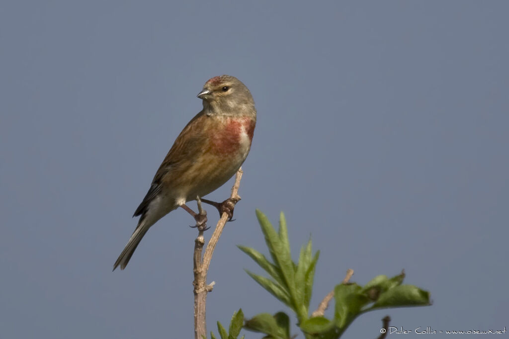 Common Linnet male adult, identification