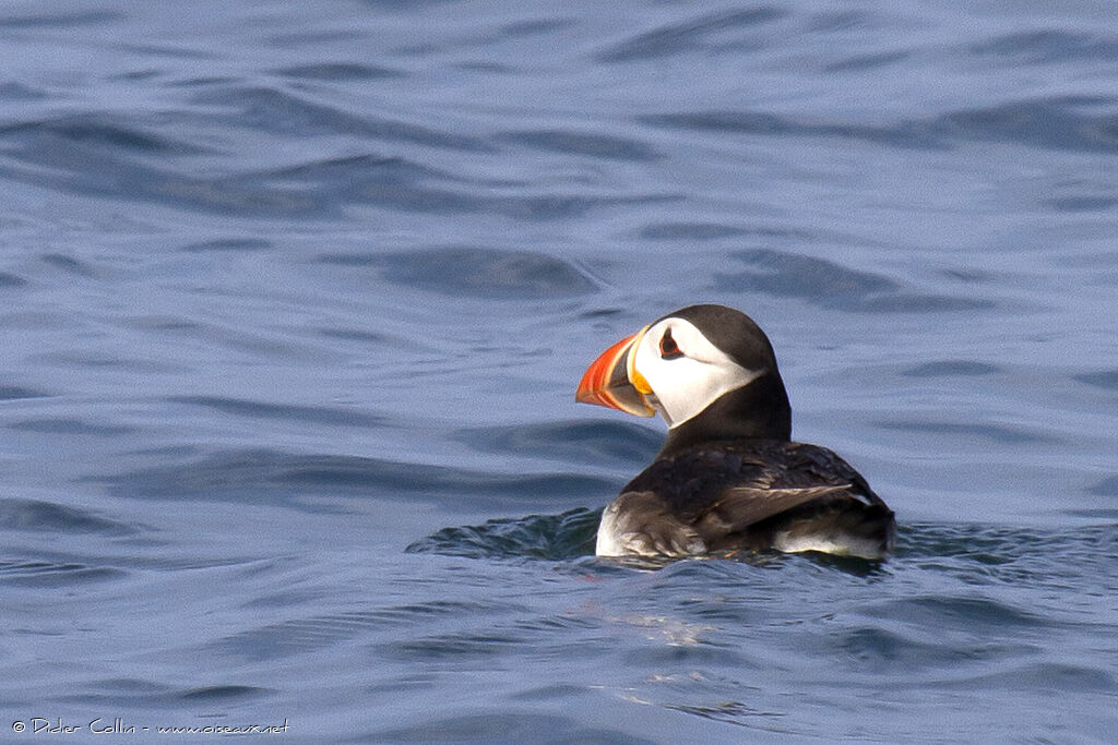 Atlantic Puffinadult breeding, swimming