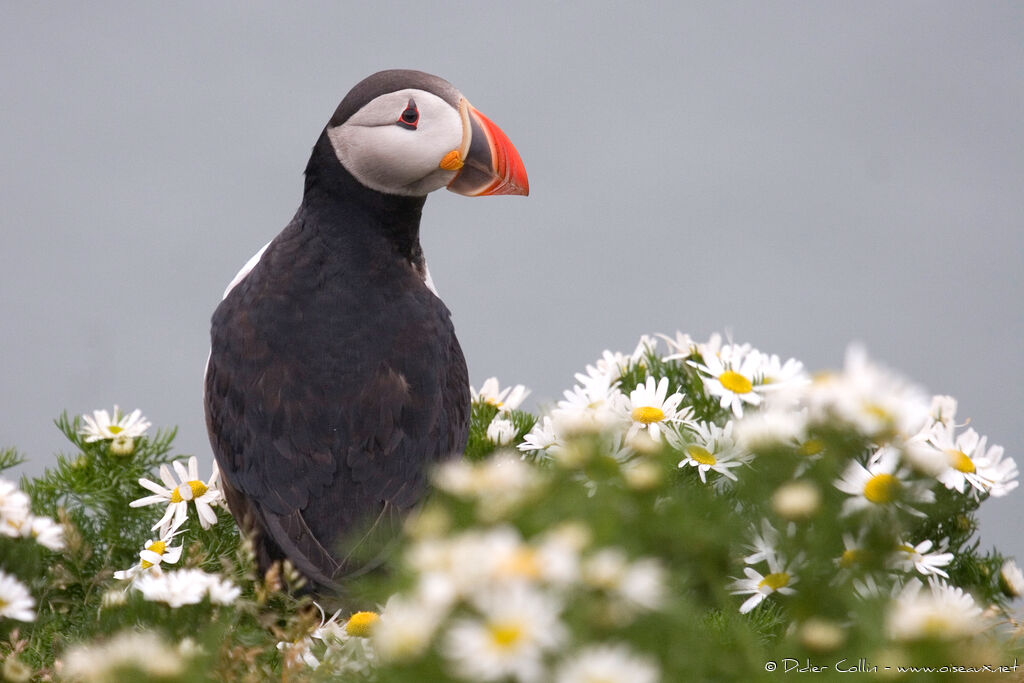 Atlantic Puffinadult breeding