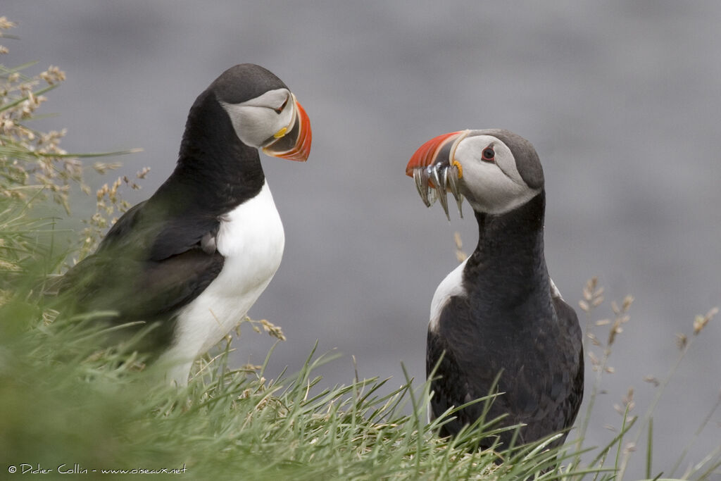 Atlantic Puffinadult, feeding habits, Reproduction-nesting, Behaviour