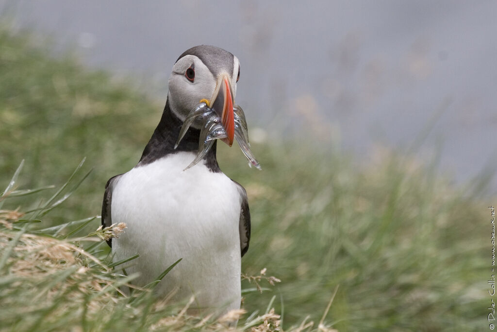 Atlantic Puffinadult breeding, feeding habits, Reproduction-nesting, Behaviour