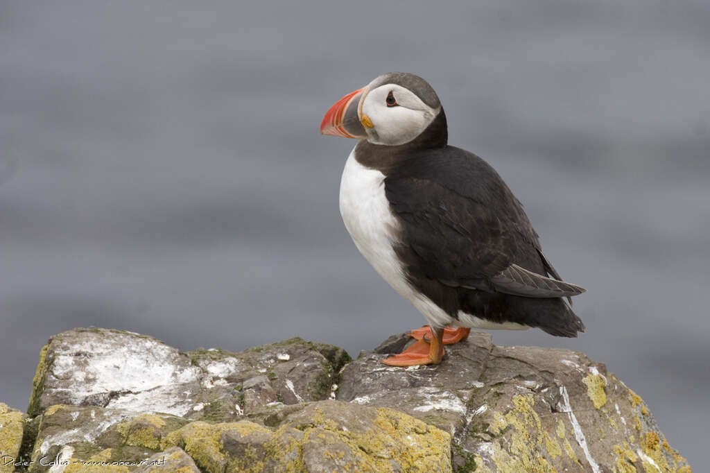 Atlantic Puffinadult, identification