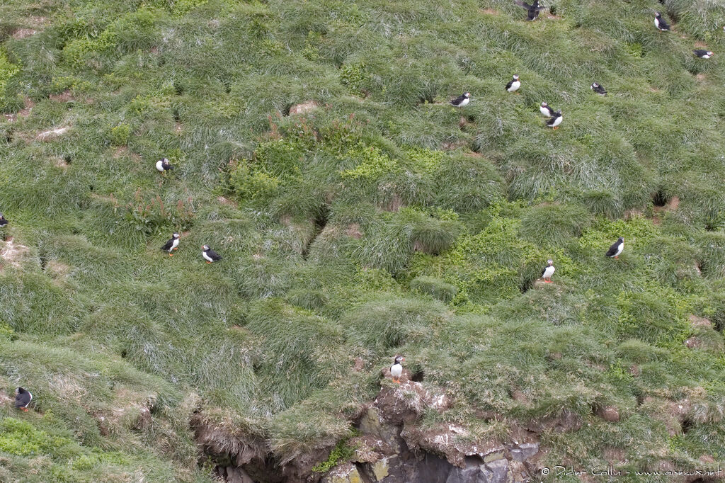 Atlantic Puffin, habitat