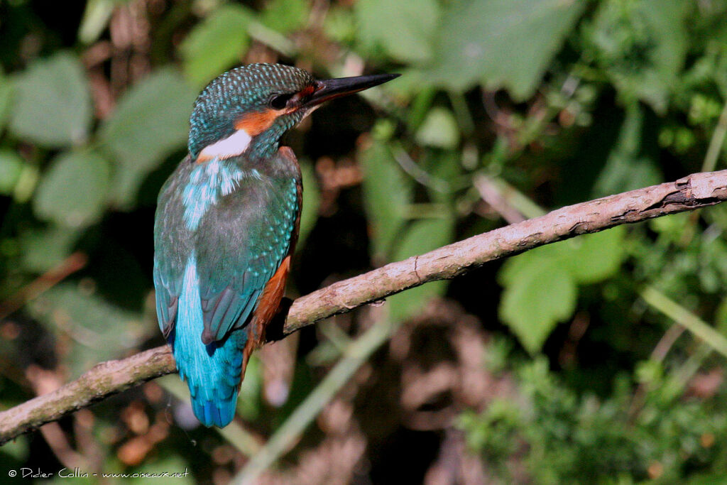 Common Kingfisher