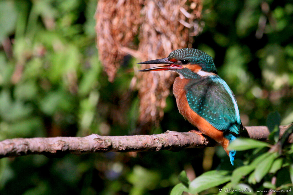 Common Kingfisher